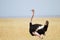 Ostrich standing on the African savannah on background of tall grass and a blue sky