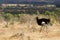 Ostrich standing on the African savannah on background of tall grasss