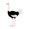 Ostrich standing and Looking ahead, cute symbol style, simple design, black, gray and pink color.