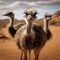 Ostrich standing in the sand gazes at the camera full length