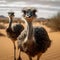 Ostrich standing in the sand gazes at the camera full length