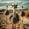 Ostrich standing in the sand gazes at the camera full length