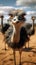 Ostrich standing in the sand gazes at the camera full length