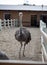 Ostrich standing on sandy earth in poultry farm, wooden fences and barn