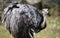 Ostrich standing in a zoo in Pilsen, Czech Republic