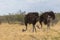 Ostrich in the steppe of Etosha Park, Namibia