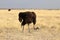 Ostrich in the steppe - Namibia Africa