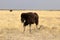 Ostrich in the steppe - Namibia Africa