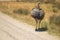 Ostrich in the steppe at the zoo or in the wild walks the trail