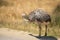 Ostrich in the steppe at the zoo or in the wild walks the trail