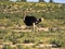 Ostrich, Struthio camelus, in the blooming desert, Kalahari, South Africa