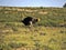 Ostrich, Struthio camelus, in the blooming desert, Kalahari, South Africa