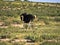 Ostrich, Struthio camelus, in the blooming desert, Kalahari, South Africa