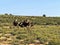 Ostrich, Struthio camelus, in the blooming desert, Kalahari, South Africa