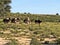 Ostrich, Struthio camelus, in the blooming desert, Kalahari, South Africa