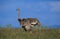 Ostrich, struthio camelus, Female, Masai Mara Park in Kenya