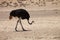 Ostrich, Struthio camelus,Gemsbok National Park, South Africa