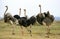 Ostrich, struthio camelus, Group with Females and Males, Nairobi Park in Kenya