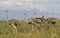 Ostrich, struthio camelus, Group of Females, Samburu Park in Kenya