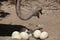 Ostrich (Struthio camelus) inspects its eggs in the nest.