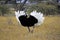 Ostrich, struthio camelus, Male in Courtship display, Masai Mara Park in Kenya