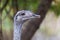 Ostrich - Struthio camelus - Nandu pampas (Rhea americana) portrait of a flightless bird