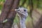 Ostrich - Struthio camelus - Nandu pampas (Rhea americana) portrait of a flightless bird