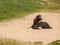 Ostrich, Struthio camelus taking a sand bath in the sunny weather