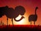 Ostrich on sunset background