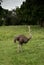 Ostrich is a tall flightless bird