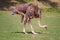 Ostrich TILT TO THE GROUND AND LOOKING FOR FOOD. NON - FLYING BIRD.