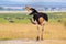 An Ostrich Trying To Shoo Flies Away