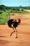 Ostrich in Tsavo East National Park