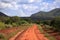 Ostrich in Tsavo East National Park. Kenia