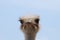 Ostrich Up Close and Personal Against a Blue Sky