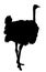 Ostrich vector silhouette.