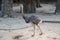 Ostrich very close friend