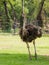 Ostrich walking