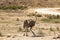 Ostrich walking across the savannah. Amboseli, Kenya