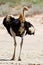 Ostrich walking in the desert