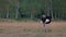 Ostrich walking on the field.