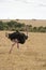 Ostrich walking in the Maasai Mara
