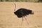 Ostrich walking in the Maasai Mara