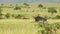 Ostrich walking running across luscious green savannah plains of Masai Mara North Conservancy, Afric