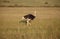 Ostrich walking on savanna in Africa. Safari.