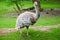 Ostrich Walking Stock Photo Stock Images Stock Pictures