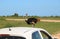 An Ostrich walks behind a safari car, in the Addo Elephant National Park, South Africa.