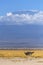 Ostrich walks on the dry lake bed at Amboseli with Kilimanjaro visible in the background