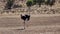 Ostrich walks in the savannah of Namibia