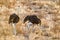 Ostrich wander through the grasslands of the Kalahari